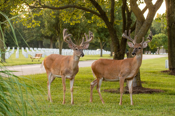 Two white-tailed deer bucks in a park in summer