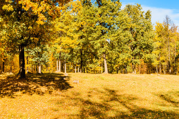 Colorful trees and leaves in autumn park on a sunny day