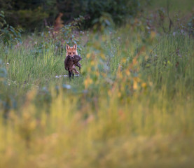 Black bear in the wild