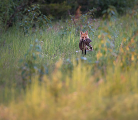 Black bear in the wild