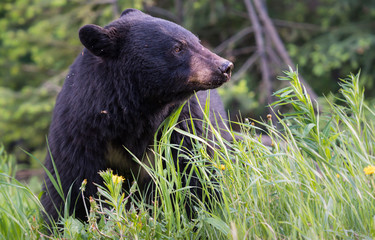 Fototapeta premium Black bear in the wild