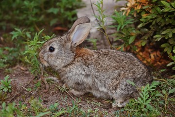 Naklejka na ściany i meble Domesticated rabbit in the yard