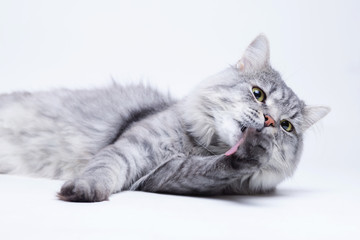 Funny large longhair gray tabby cute kitten with beautiful big blue eyes. Lovely fluffy cat lying and licking his paws on grey background.