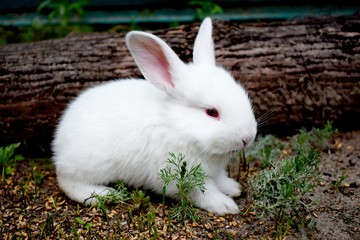 Domesticated rabbit in the yard