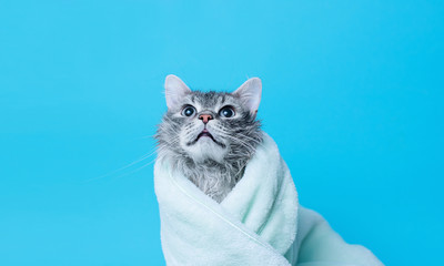 Funny smiling wet gray tabby cute kitten after bath wrapped in green towel with big eyes. Just washed lovely fluffy cat on blue background.