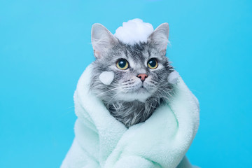 Funny wet gray tabby cute kitten after bath wrapped in green towel with big eyes. Just washed lovely fluffy cat with soap foam on his head on blue background.