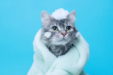 Foto op Aluminium Funny wet gray tabby cute kitten after bath wrapped in green towel with big eyes. Just washed lovely fluffy cat with soap foam on his head on blue background. © KDdesignphoto