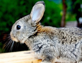 Domesticated rabbit in the yard