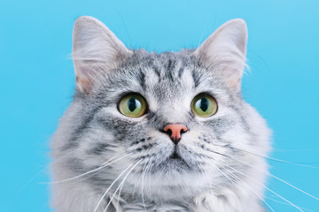 Funny smiling gray tabby cute kitten with green eyes. Portrait of lovely fluffy cat.