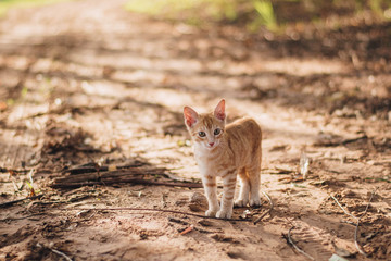 cat in the garden