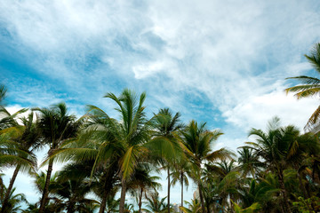 Fototapeta na wymiar Tropical Palm Trees on a Blue Sky with White Clouds