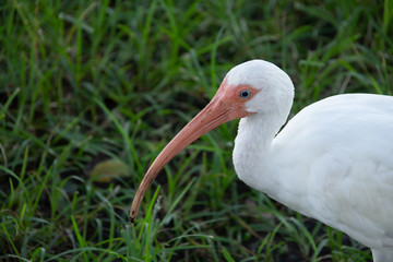 Ibis head close up with a blue eye