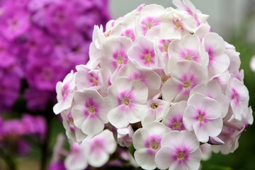 Phlox white with pink in the garden close-up