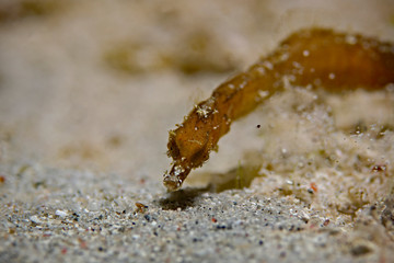 Underwater close-up photography of a minute pipefish Pulau Bangka, Nord Sulawesi/Indonesia)