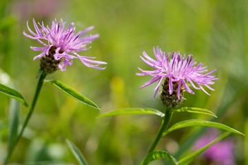 Cornflower, like other cornflowers, is an excellent nectarodic and pylodary plant and blooms long until autumn.