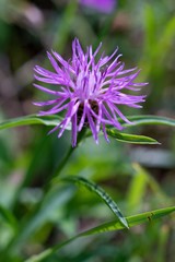 Cornflower, like other cornflowers, is an excellent nectarodic and pylodary plant and blooms long until autumn.