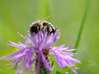 Cornflower, like other cornflowers, is an excellent nectarodic and pylodary plant and blooms long until autumn.