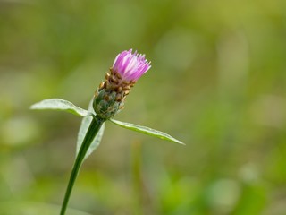Cornflower, like other cornflowers, is an excellent nectarodic and pylodary plant and blooms long until autumn.