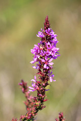 cute meadow flowers in summer