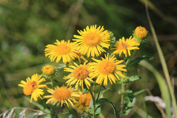 cute meadow flowers in summer