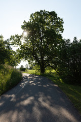 large single tree in the middle of the street with long shade in back light 50 megapixel