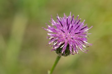 Cornflower, like other cornflowers, is an excellent nectarodic and pylodary plant and blooms long until autumn.