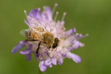 Bee working on flower collects nectar in a summer meadow.