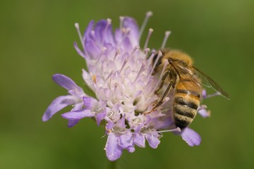 Bee working on flower collects nectar in a summer meadow.