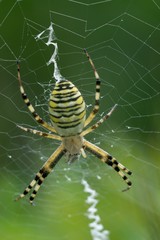 Crusader striped (Argiope bruennichi) is native to subtropical poisonous spider in the Mediterranean region