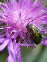 Cornflower, like other cornflowers, is an excellent nectarodic and pylodary plant and blooms long until autumn.