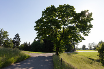 large single tree right next to road with long shade in back light 50 megapixel