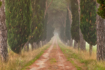 Avenue of cypresses, Pievina, Siena Province, Tuscany, Italy, Europe