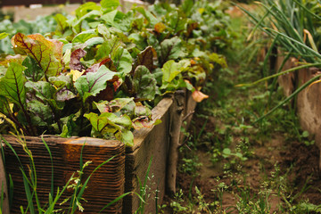 Fototapeta na wymiar Rural beds with vegetables. Wooden sides. Weeds