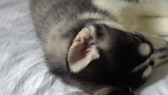 Closeup Husky Puppy Sleeping.