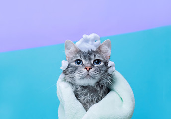 Funny wet gray tabby cute kitten after bath wrapped in green towel with big eyes. Just washed lovely fluffy cat with soap foam on his head on blue background.