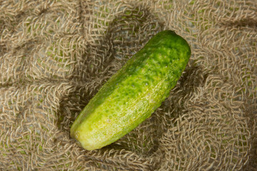Cucumber