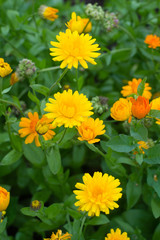 Calendula in garden
