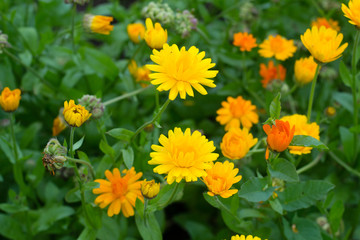 Naklejka premium Calendula in garden