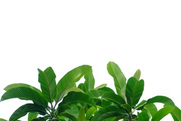 Elephant apple tree leaves with sun light on white isolated background for green foliage backdrop 