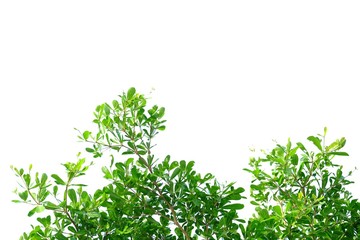 Obraz premium Tropical tree leaves on white isolated background for green foliage backdrop 
