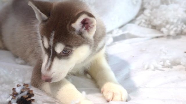 Siberian Husky Dog.