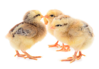 Four yellow chickens.