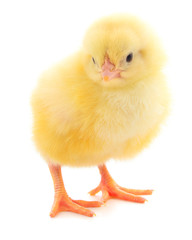 Little chicken isolated.