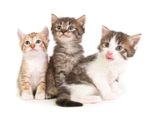 Obraz premium Trzy kocięta.
