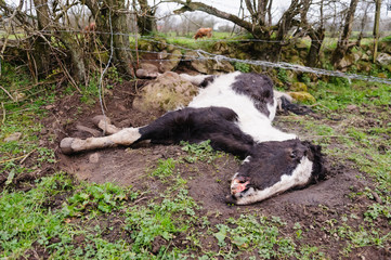 Newtownabbey, Northern Ireland, UK, 21/03/2012 - Dead and malnourished horses found in Newtownabbey