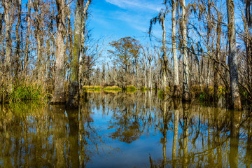 Obraz premium Cypress tree trunks and their water reflections in the swamps near New Orleans, in the Louisiana Bayou