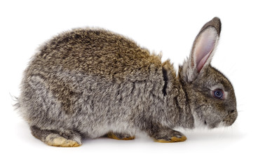 Gray rabbit isolated.