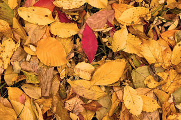 Red and yellow leaves on the ground