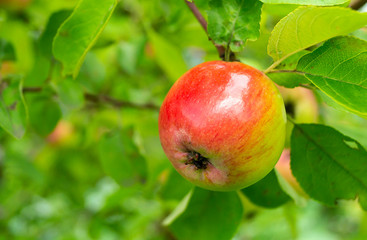 Red apple on branch in garden