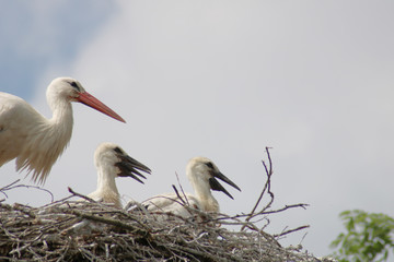 Storchennest